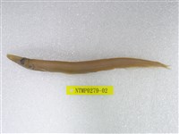 藏品(日本光鱗魚)的圖片